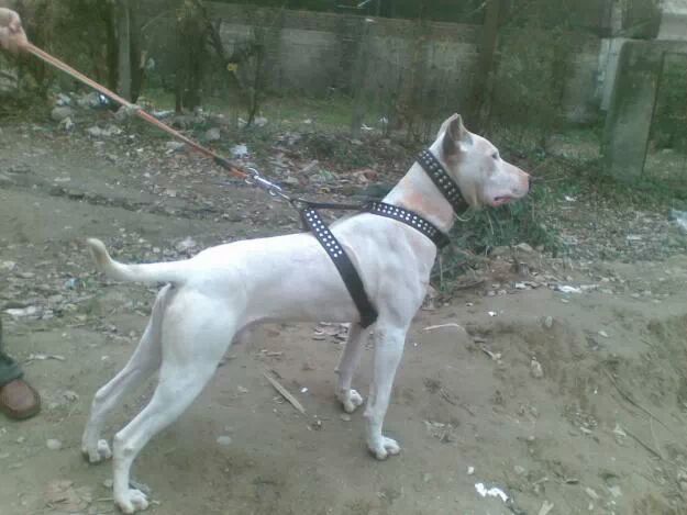 A white Bully Gull Terr dog standing on the leash