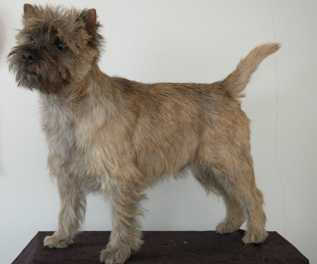 A Cairn Terrier standing on a small black table indoors, against a white background.