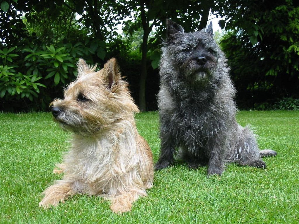 Two Cairn Terrier dogs lying on a grass lawn, one fawn colored and the other one black in color.