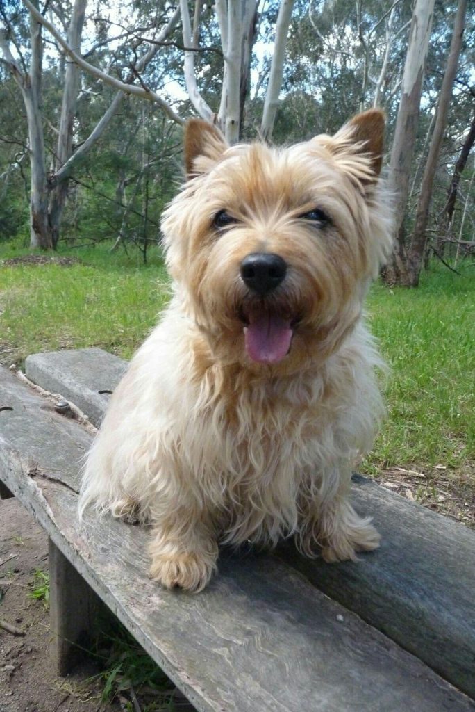 A Cairn Terrier sitting on a wooden bench outdoors in the park