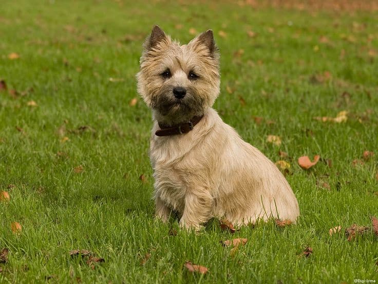 A Cairn Terrier sitting on a grassy field, with a few autumn leaves.