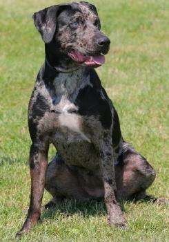 A Catahoula Leopard Dog sitting down on grass looking alert in sunshine