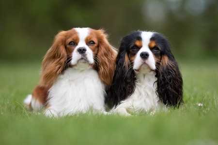 Two Cavalier King Charles Spaniels lying down on grass, facing the camera