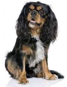 A Cavalier King Charles Spaniel in Black and Tan color sitting down against a white background