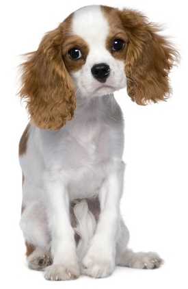 A white and brown Cavalier King Charles Spaniel sitting down against a white background