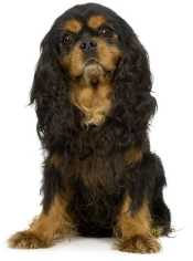 A black and tan Cavalier King Charles Spaniel sitting down facing the camera, against a white background