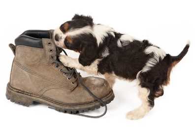 A Cavalier King Charles Spaniel Puppy playing with an old boot, against a white background