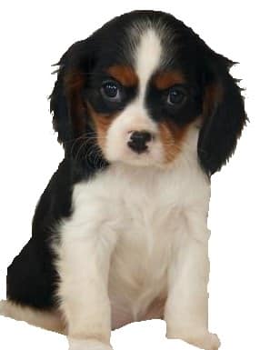 A Cavalier King Charles Spaniel Puppy sitting down, against a white background