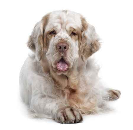 A Clumber Spaniel dog lying down looking at the camera, against a white background