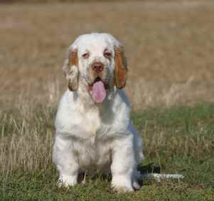 A Clumber Spaniel with its tongue out, sitting down in a grassy field, looking straight at the camera