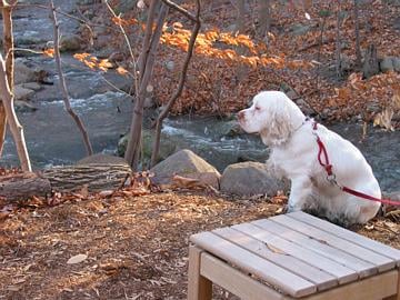 A Clumber Spaniel sitting down beside a stream in an autumn woodland