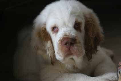 Close up of a Clumber Spaniel head, with a dark background