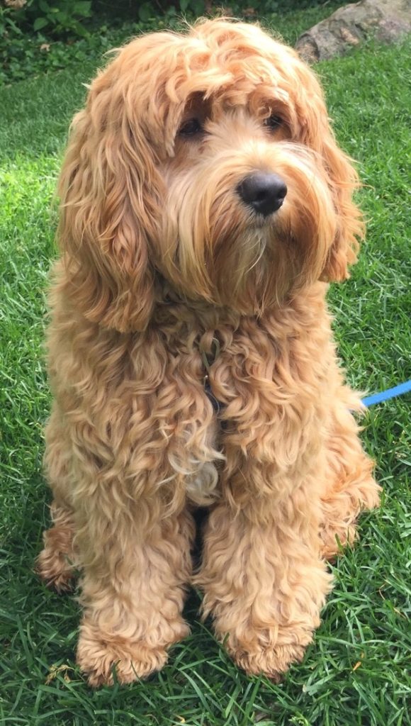 A golden Cockapoo sitting down on grass