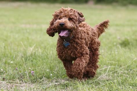 A brown cockapoo running across grass