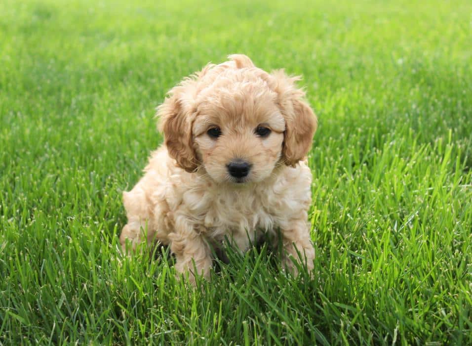 A yellow Cockapoo puppy sitting down on grass