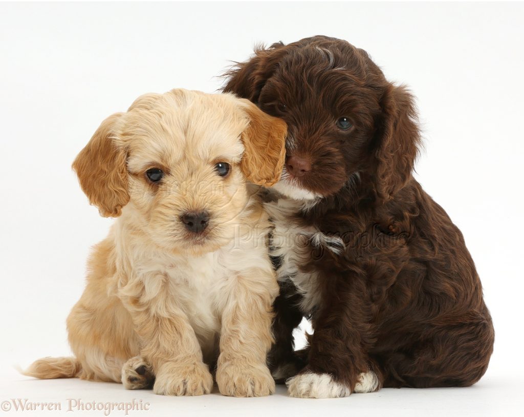 Two Cockapoo puppies, one yellow and one brown, sitting next to each other on a white background