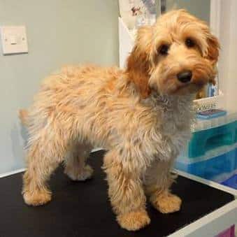 A yellow Cockapoo standing on a grooming table indoors