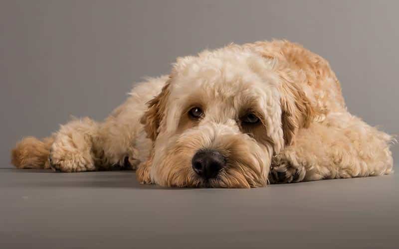 A yellow Cockapoo lying down with its head between its paws