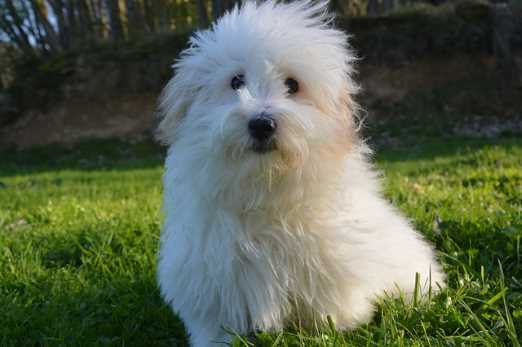 A white Coton de Tulear dog sitting on grass