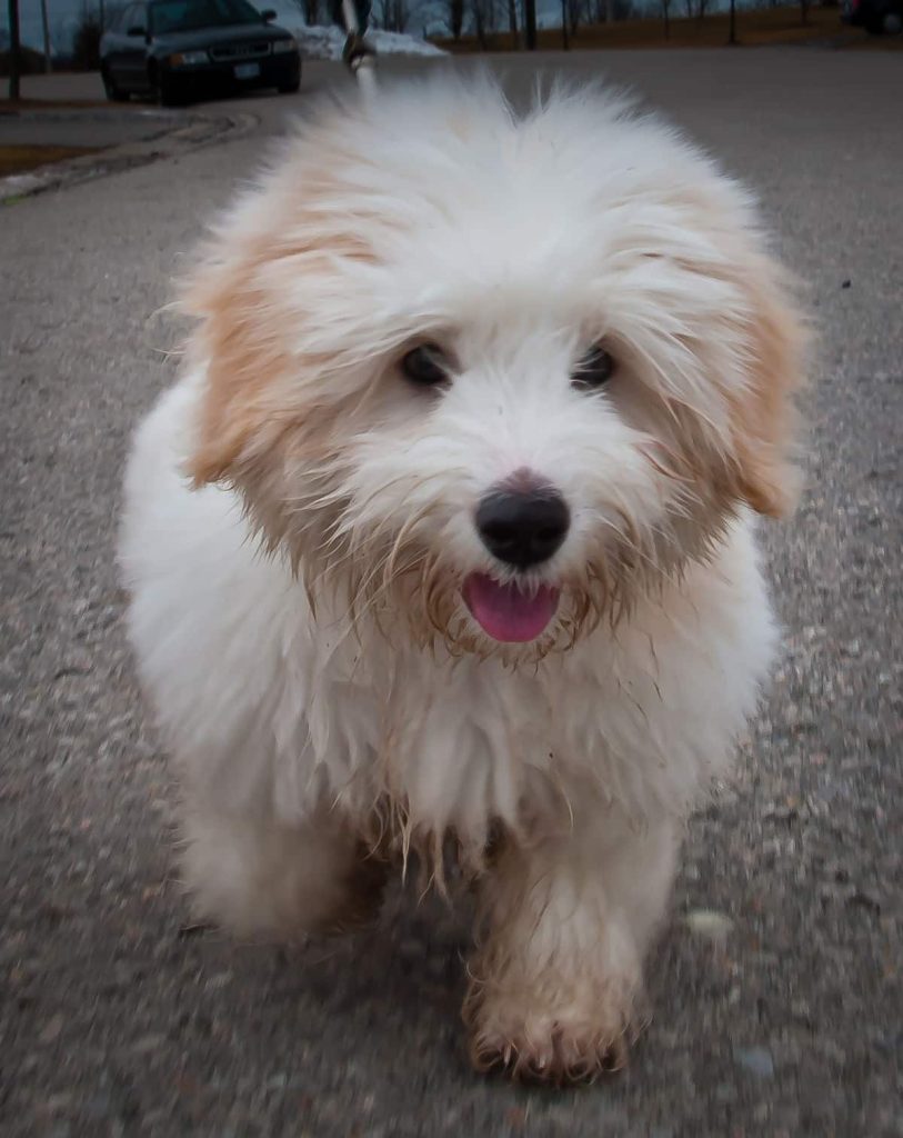 A Coton de Tulear sitting down indoors on a carpet