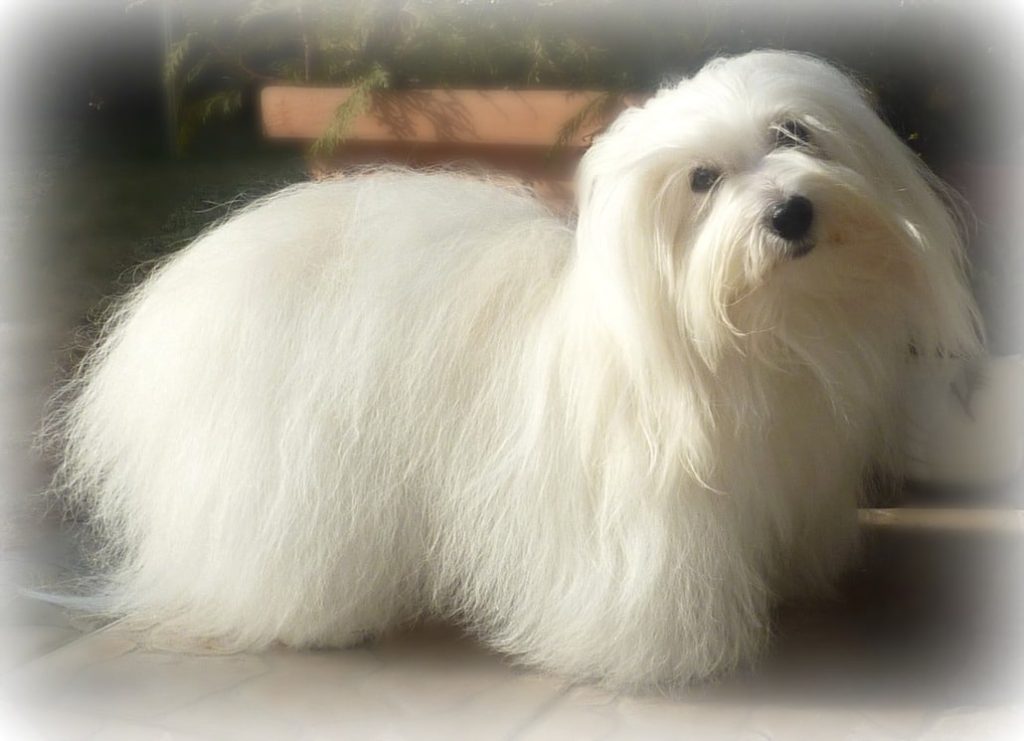 A long-haired coton de tulear dog indoors