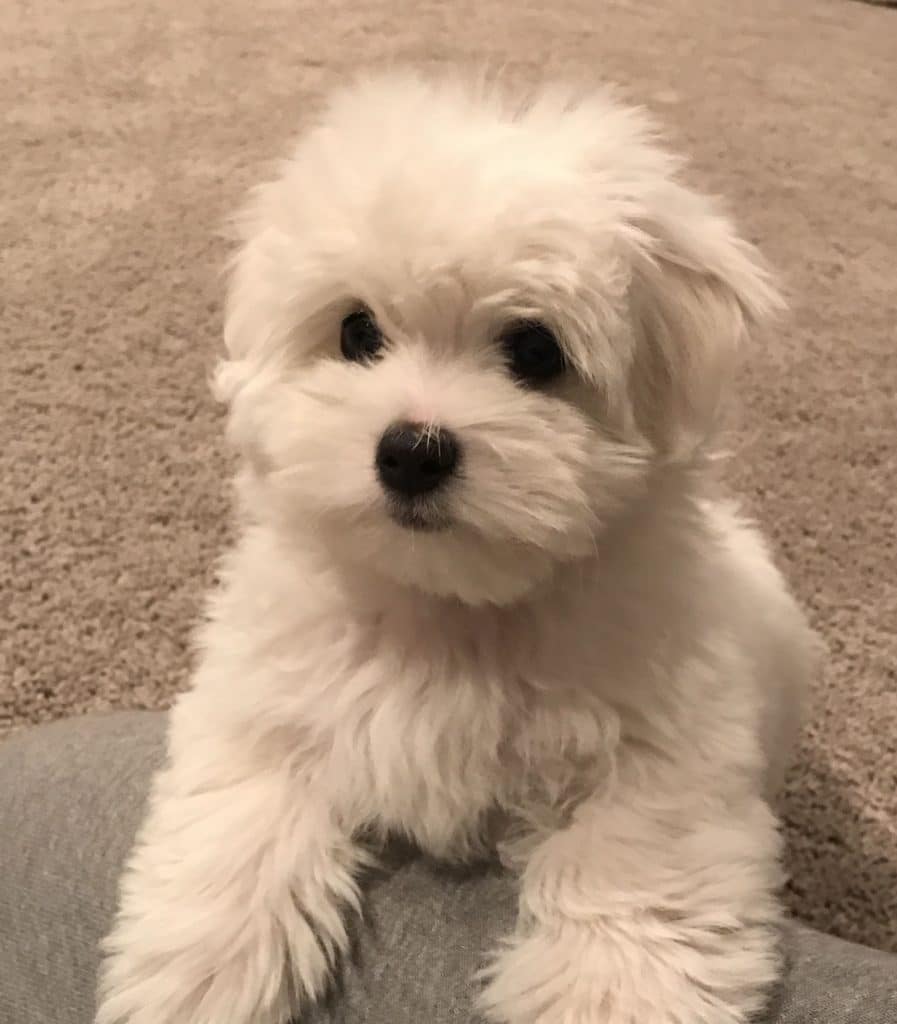 A coton de tulear puppy with a trimmed coat sitting down indoors