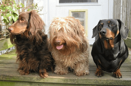 Three Dachshunds sitting on a wooden outdoor table, showing the different coat lengths.