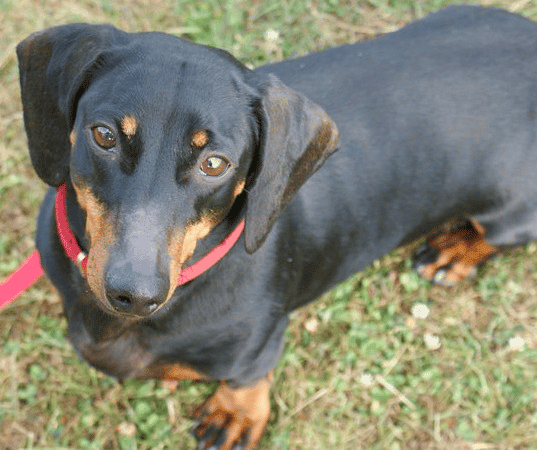 A black smooth coated Dachshund sitting down on grass, looking up at the camera.