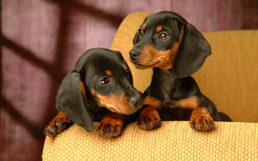 2 Dachshund puppies sitting next to each other on a chair.