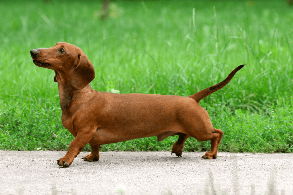 A smooth coated Dachshund showing off its long back, walking in front of a grass background.