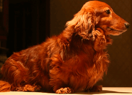 A long haired Dachshund sitting down with a dark background.