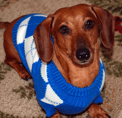 A Smooth Coated Dachshund wearing a blue pullover, sitting down and looking up at the camera.