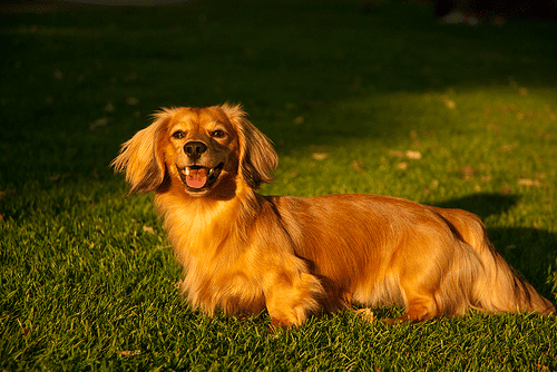 A Long Haired Dachshund playing outdoors.