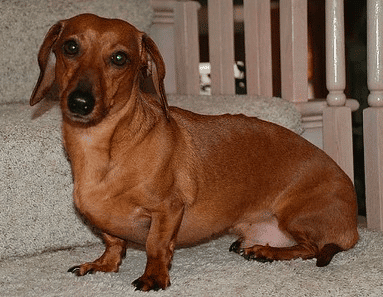 A Dachshund sitting on a couch indoors.