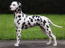 An adult Dalmatian dog standing alertly on a path with grass in the background