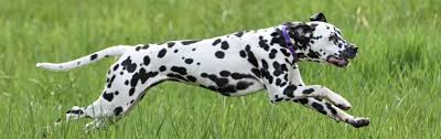 A Dalmatian running at full speed from left to right across a grass field