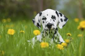 A Dalmatian puppy in a field of yellow flowers, looking at the camera