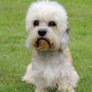 A Dandie Dinmont Terrier sitting on grass outdoors