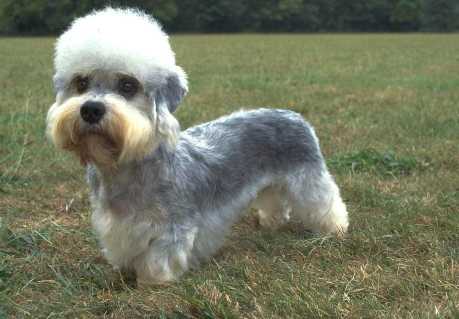 A Dandie Dinmont Terrier standing on grass