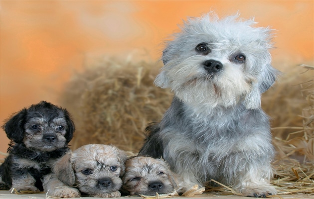 A Dandie Dinmont Terrier with 3 puppies sitting on straw