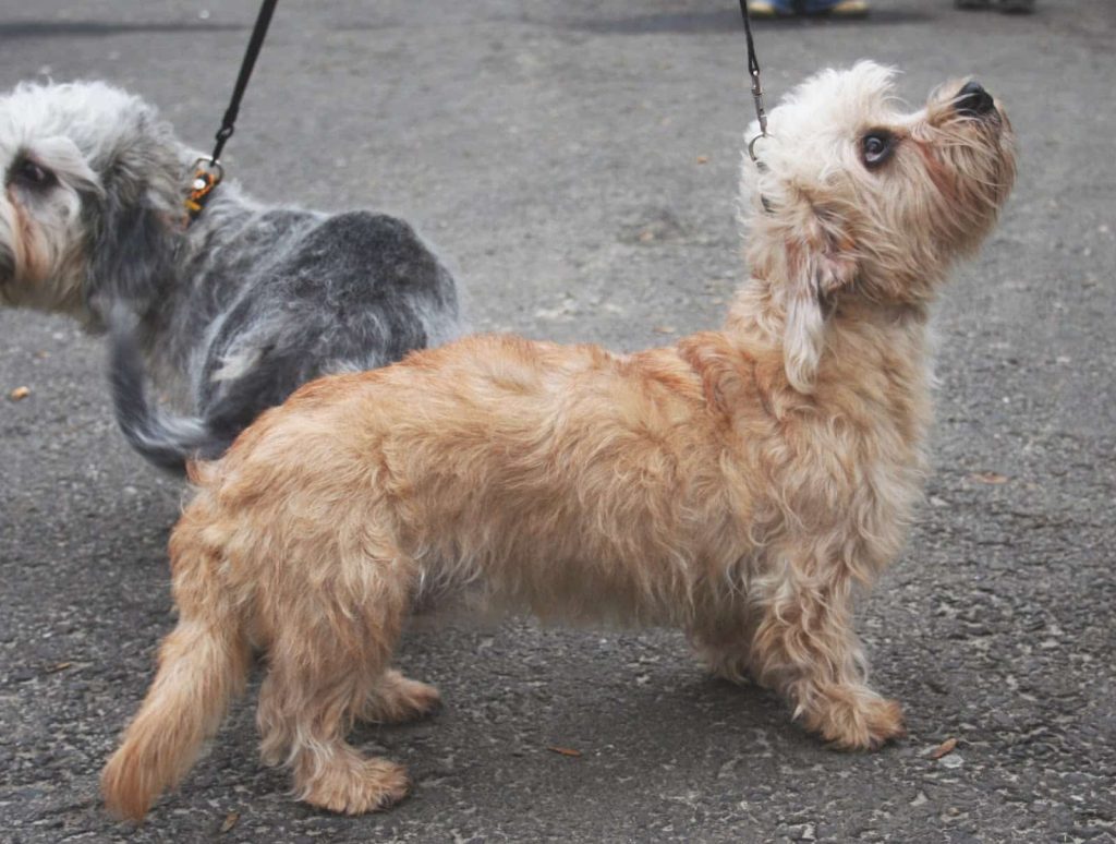 Two Dandie Dinmont Terriers standing on a pavement