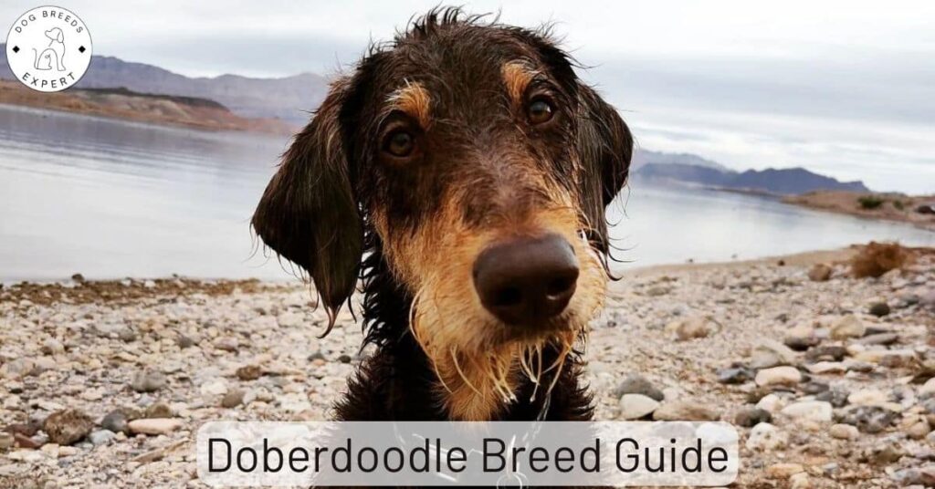 The Doberdoodle – All You Need To Know