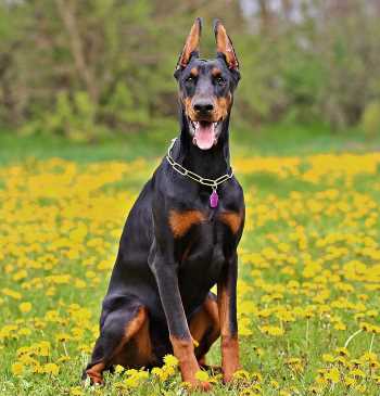 A Doberman Pinscher with cropped ears, sitting down in a field of grass and yellow flowers