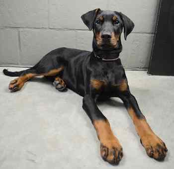 A young Doberman Pinscher with intact ears and tail, lying down on a white bed with a grey brick wall behind