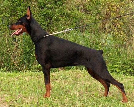 An adult Doberman Pinscher with cropped ears and docked tail, standing sideways to the camera, on grass