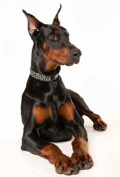 A Doberman Pinscher with cropped ears lying down facing the camera, with a white background