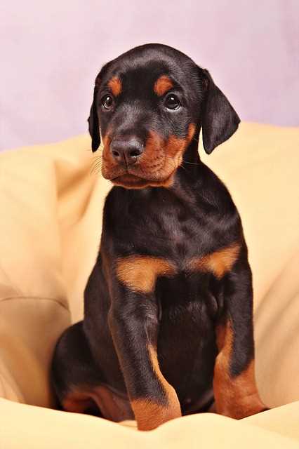 A Doberman Pinscher Puppy sitting down on a cream leather armchair