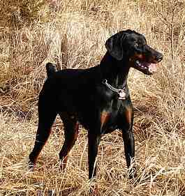 A Doberman Pinscher standing in a brown grass field, looking right