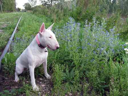 A white Bull Terrier with a red collar, sitting amongst green foliage beside a railway line