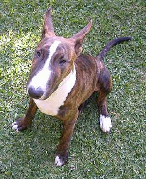 A brindle Bull Terrier sitting down on grass, looking up at the camera